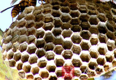 蜂房
