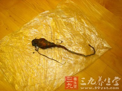 何首乌的功效与作用及食用方法