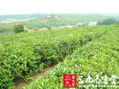 碧螺春屬于綠茶