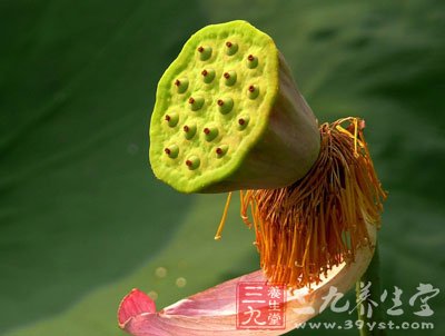 夏季养生小常识 注意8事项让你快乐过暑假-三九养生堂