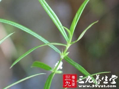 前列腺炎尿滴白之食療方白花蛇舌草