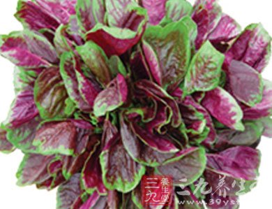 苋菜的功效与作用 健脾祛湿清热瘦身