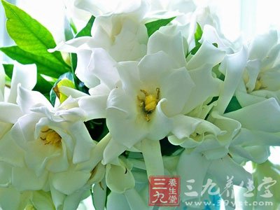 栀子花具有良好的食疗价值