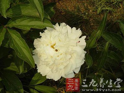 生白芍养血敛阴,柔肝止痛,平肝阳。