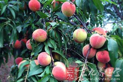 桃虽好吃但不可多食