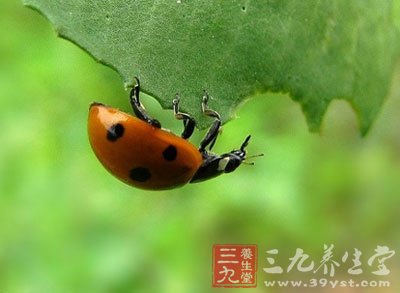 恙虫咬人致死 恙虫病症状是什么