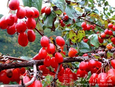 山茱萸的药理作用