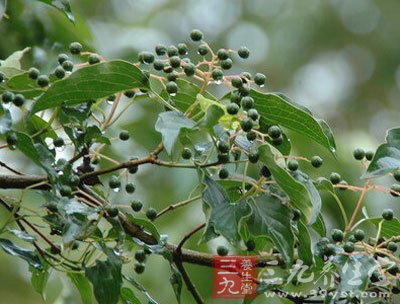 对心血管系统的作用