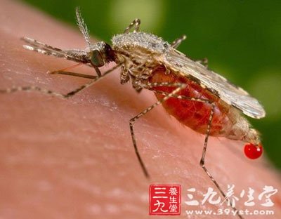 泰国启动全国灭蚊运动 蚊子的危害有哪些(3)