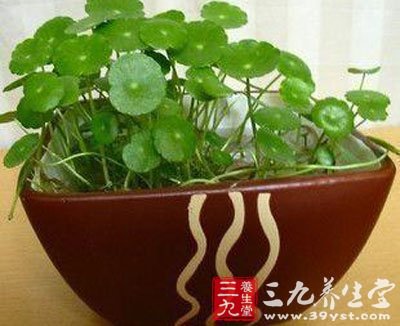 金钱草的功效与作用