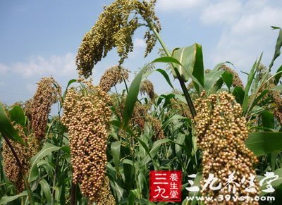 高粱营养成分介绍