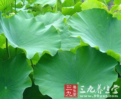 老中医推荐:33种常见补肾食物