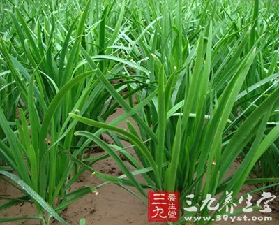 老中医推荐:33种常见补肾食物