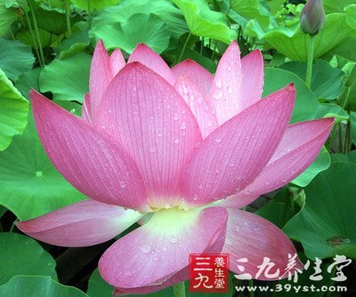 老中医推荐:33种常见补肾食物