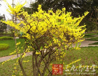 连翘有哪些功效与作用