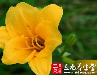 鲜黄花菜中毒
