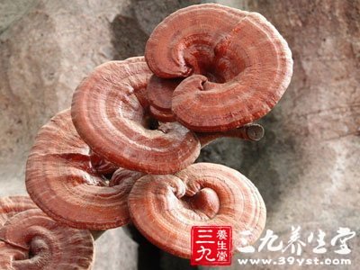 茶树菇灵芝炖鸡