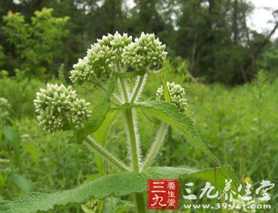 中药治疗前列腺炎：前列腺汤