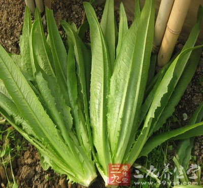 油麦菜的功效与作用 油麦菜的做法有哪些