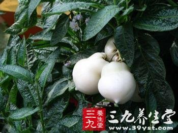 人参果怎么吃 吃人参果的禁忌