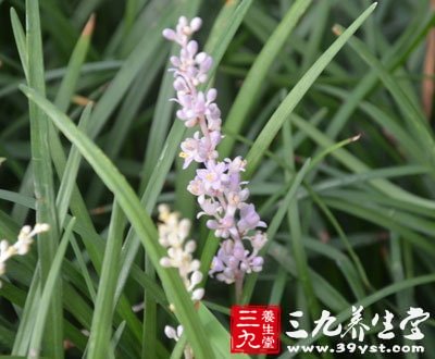 三九养生堂-牙龈出血怎么办 中医小偏方稳固牙