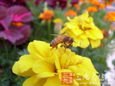 蜂王浆有双向调剂作用