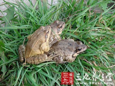 蛤士蟆的功效与作用 你了解多少