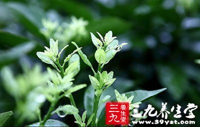 洋甘菊精油配方