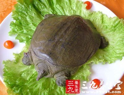 腸胃功能虛弱、消化不良的人應(yīng)慎吃甲魚