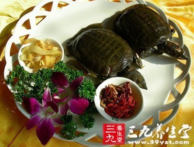 甲魚的營養(yǎng)豐富，含蛋白質(zhì)、脂肪，維生素和礦物質(zhì)導(dǎo)等多種營養(yǎng)成分，有良好的滋補(bǔ)功效