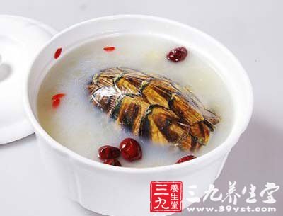 雙耳甲魚湯