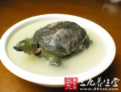 甲魚清湯