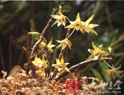 铁皮石斛含有多种微量元素,对于人体的健康长寿有着密切的关系,对人体的抗衰老作用比一般的药物更广泛、更全面