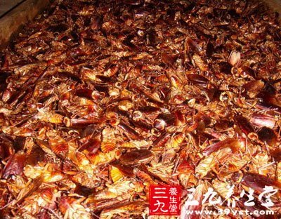 油炸大蟑螂_油炸蟑螂_油炸水蟑螂