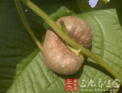 山药豆含有大量的黏液蛋白、维生素及微量元素，能有效阻止血脂在血管壁的沉淀，预防心血疾病，取得益志安神、延年益寿的功效