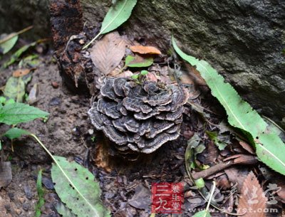 靈芝對(duì)中樞呈抑制性作用