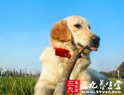 武汉豪华宠物酒店饲养宠物需谨防7种传染病(2