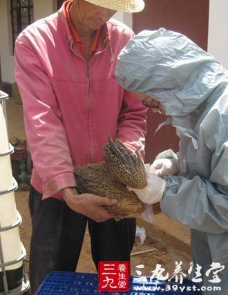 广东H7N9禽流感最新消息 预防H7N9的3种方法