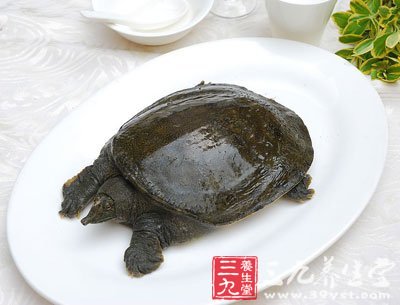 吃甲魚一定要宰食活的