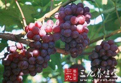 利尿消肿安胎.提子的根、藤、叶等有很好的利尿、消肿、安胎作用，可治疗妊娠恶阻、呕吵、浮肿等病症