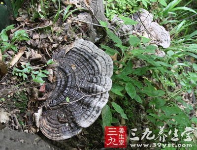 靈芝可阻斷過(guò)敏反應(yīng)介質(zhì)的釋放