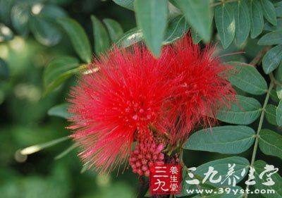 合欢花的功效与作用