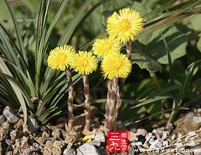 款冬花的功效与作用