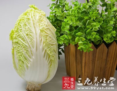 白菜是一种营养极其丰富的大众化蔬菜