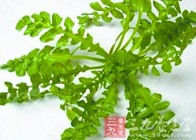 荠菜是野菜又名香荠别名清明菜