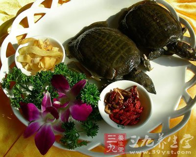 甲魚肉性平味甘歸肝經(jīng)