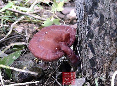 灵芝杞枣炖乳鸽的做法