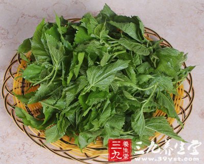 桑叶芹菜方组方