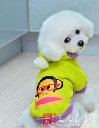 女子养宠患上 猫抓病 家有宠物要注意啥(2)