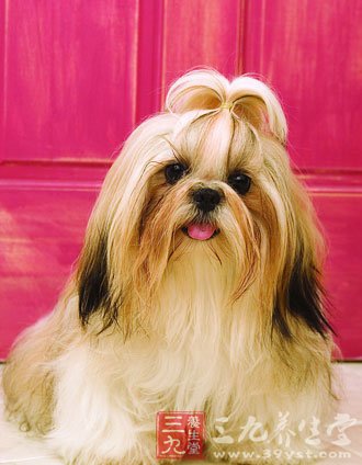 女子养宠患上猫抓病 家有宠物要注意啥(2) - 资